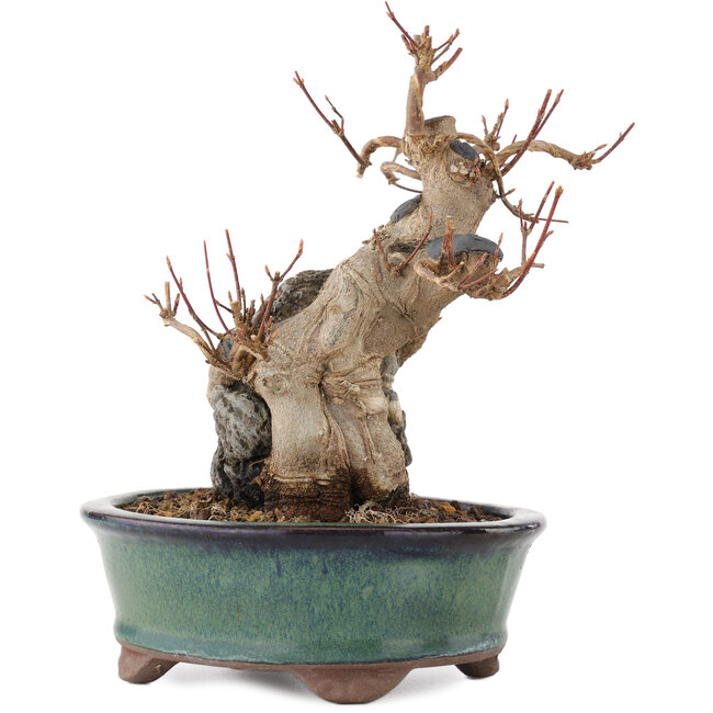 Acer buergerianum, 17 cm, ± 15 ans