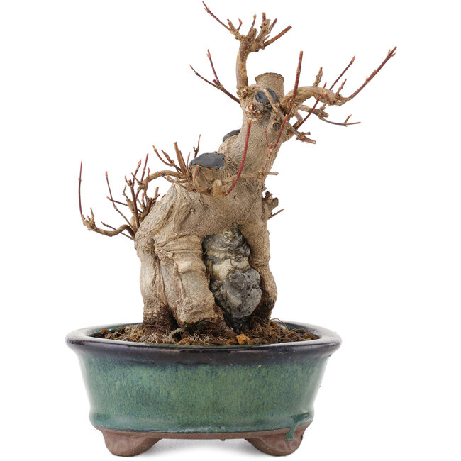 Acer buergerianum, 17 cm, ± 15 jaar oud