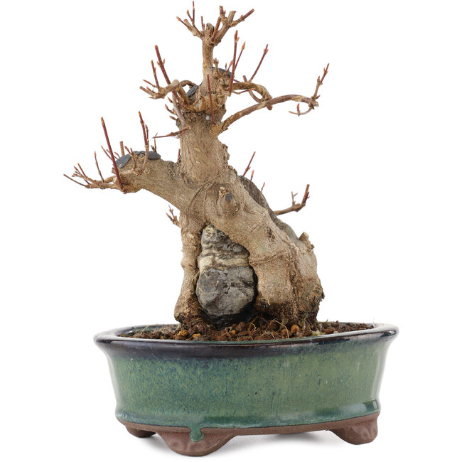 Acer buergerianum, 17 cm, ± 15 years old