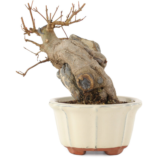 Acer buergerianum, 14,5 cm, ± 15 Jahre alt