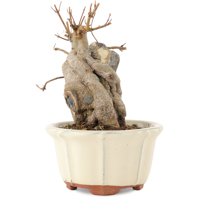 Acer buergerianum, 14,5 cm, ± 15 Jahre alt