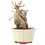 Acer buergerianum, 14,5 cm, ± 15 jaar oud