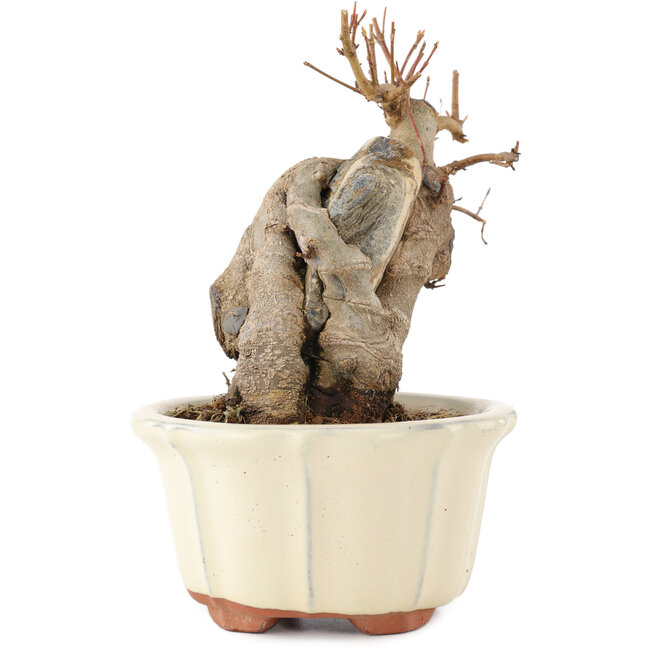 Acer buergerianum, 14,5 cm, ± 15 jaar oud