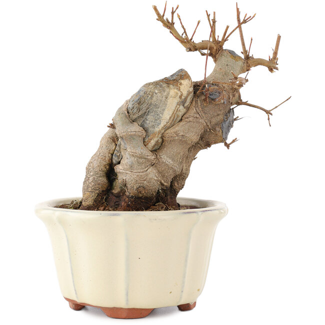 Acer buergerianum, 14,5 cm, ± 15 years old