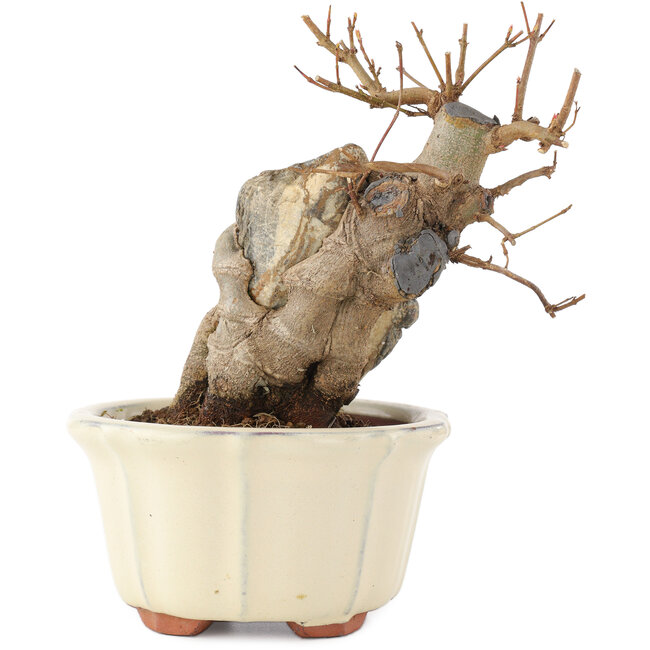 Acer buergerianum, 14,5 cm, ± 15 ans