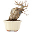 Acer buergerianum, 14,5 cm, ± 15 Jahre alt