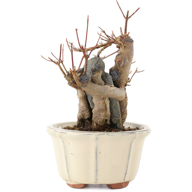 Acer buergerianum, 16 cm, ± 15 anni