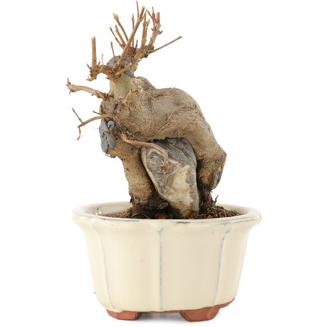 Acer buergerianum, 14,5 cm, ± 15 Jahre alt