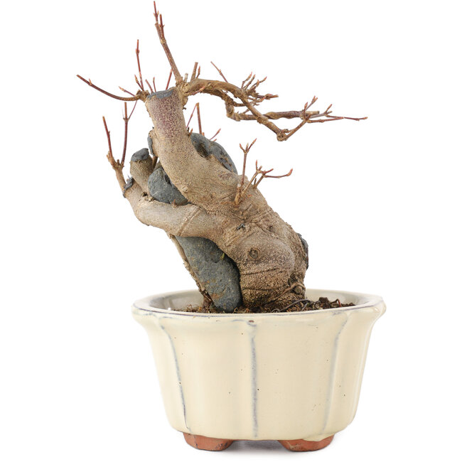 Acer buergerianum, 16 cm, ± 15 anni