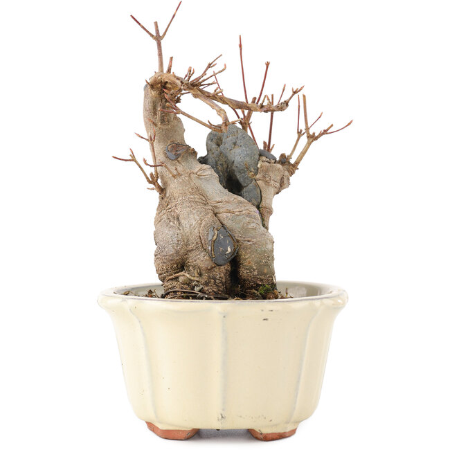 Acer buergerianum, 16 cm, ± 15 ans