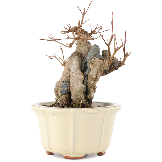 Acer buergerianum, 16 cm, ± 15 años