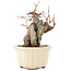 Acer buergerianum, 16 cm, ± 15 anni