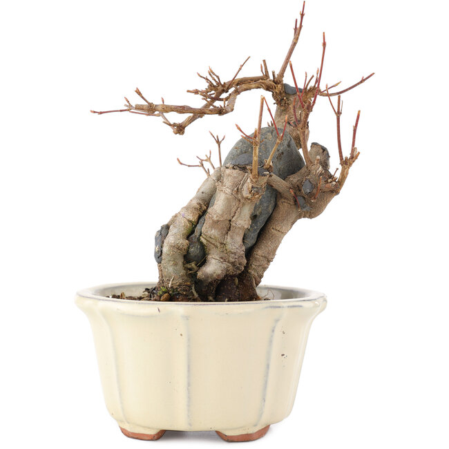 Acer buergerianum, 16 cm, ± 15 jaar oud