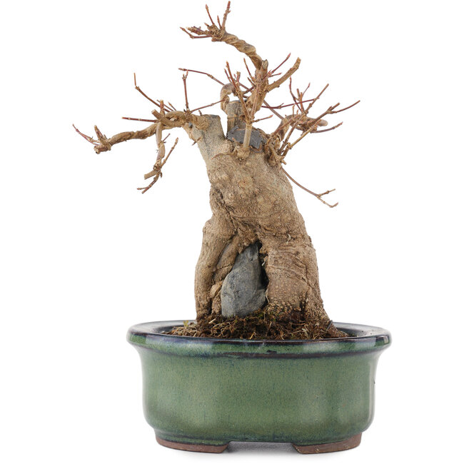 Acer buergerianum, 17 cm, ± 15 Jahre alt