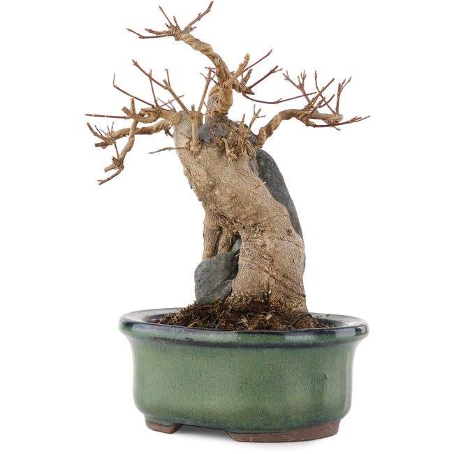 Acer buergerianum, 17 cm, ± 15 anni