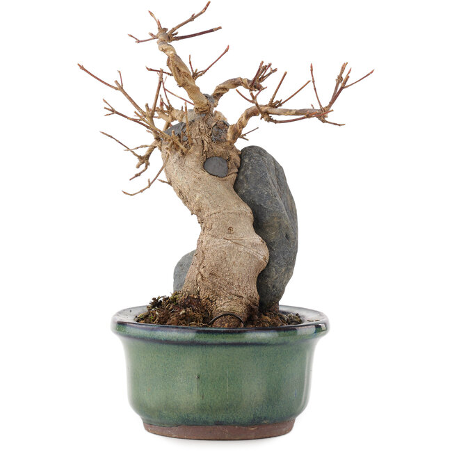 Acer buergerianum, 17 cm, ± 15 ans