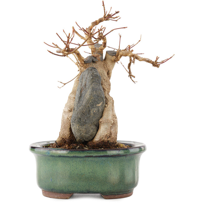 Acer buergerianum, 17 cm, ± 15 jaar oud