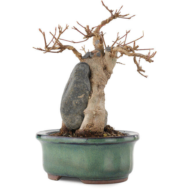 Acer buergerianum, 17 cm, ± 15 jaar oud