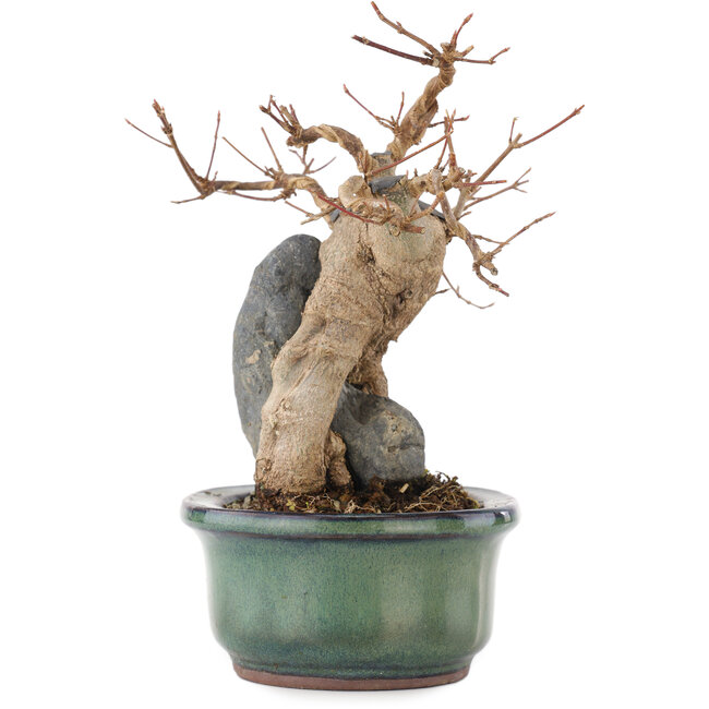 Acer buergerianum, 17 cm, ± 15 jaar oud