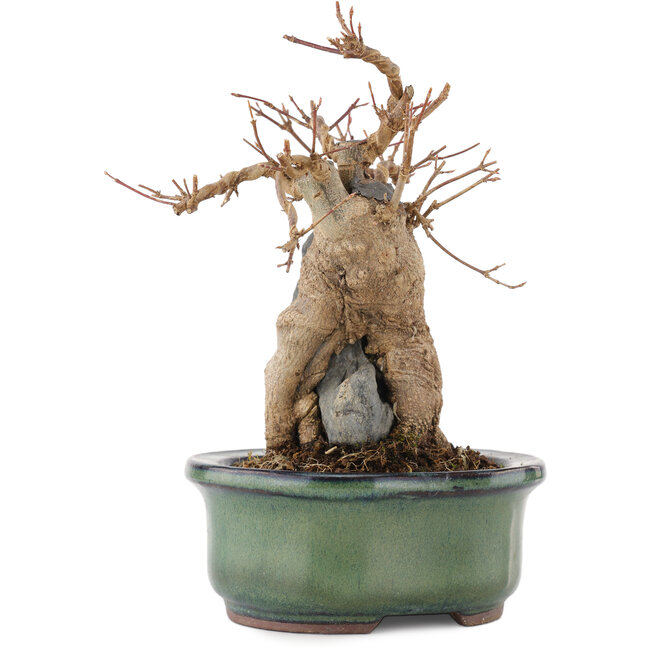 Acer buergerianum, 17 cm, ± 15 jaar oud