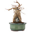 Acer buergerianum, 17 cm, ± 15 años