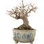 Acer buergerianum, 12,5 cm, ± 15 anni
