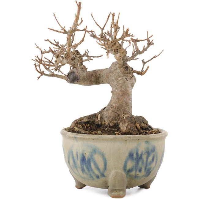 Acer buergerianum, 12,5 cm, ± 15 Jahre alt