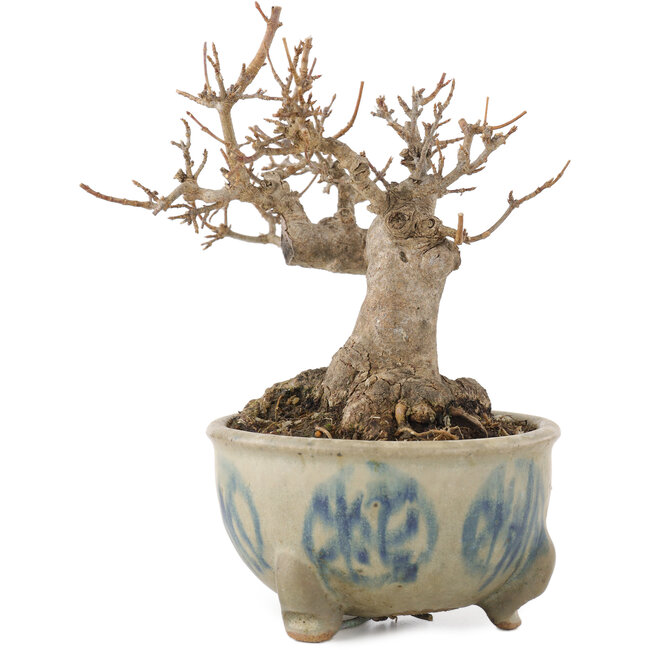 Acer buergerianum, 12,5 cm, ± 15 ans