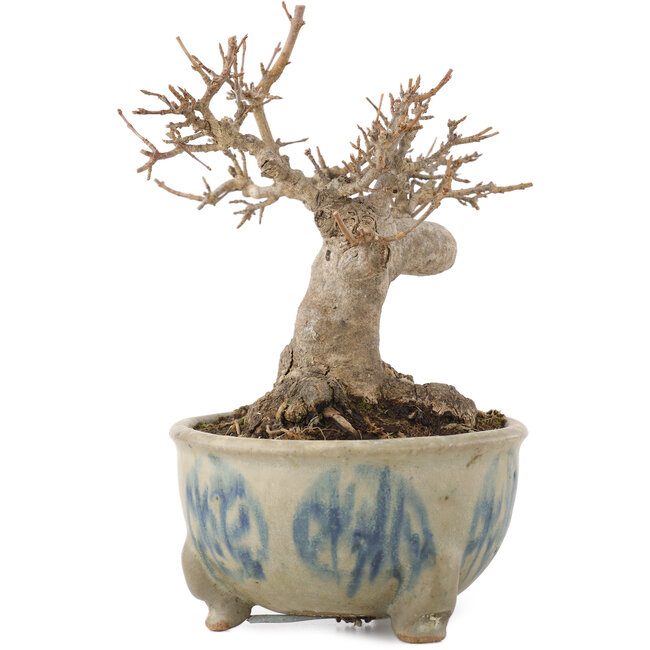 Acer buergerianum, 12,5 cm, ± 15 ans