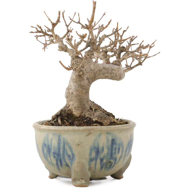 Acer buergerianum, 12,5 cm, ± 15 ans