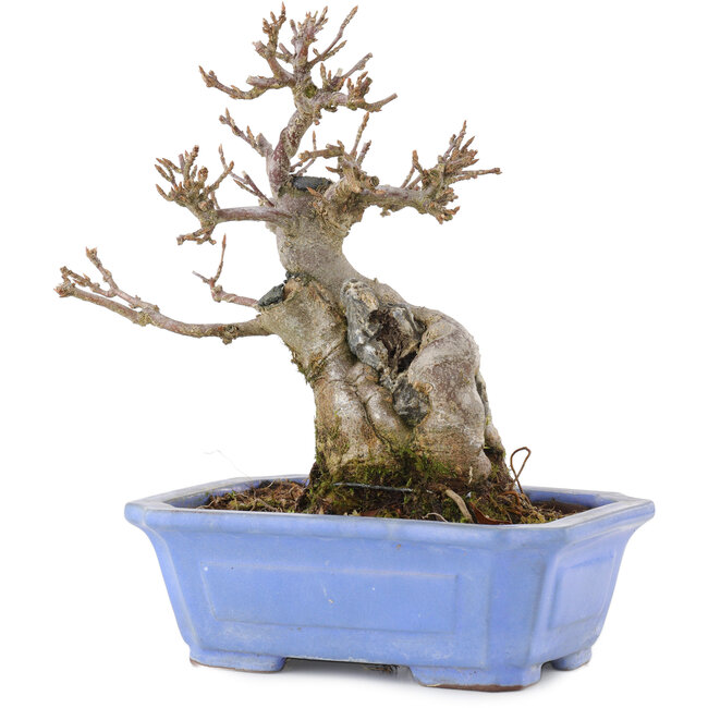 Acer buergerianum, 15 cm, ± 15 years old