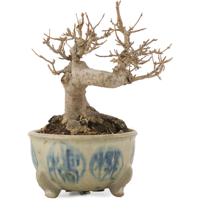 Acer buergerianum, 12,5 cm, ± 15 jaar oud