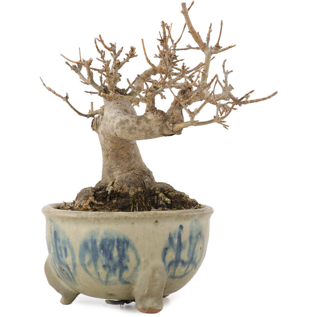 Acer buergerianum, 12,5 cm, ± 15 Jahre alt