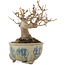 Acer buergerianum, 12,5 cm, ± 15 anni