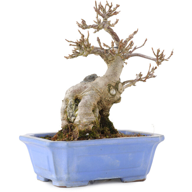 Acer buergerianum, 15 cm, ± 15 ans