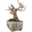 Acer buergerianum, 12,5 cm, ± 15 anni