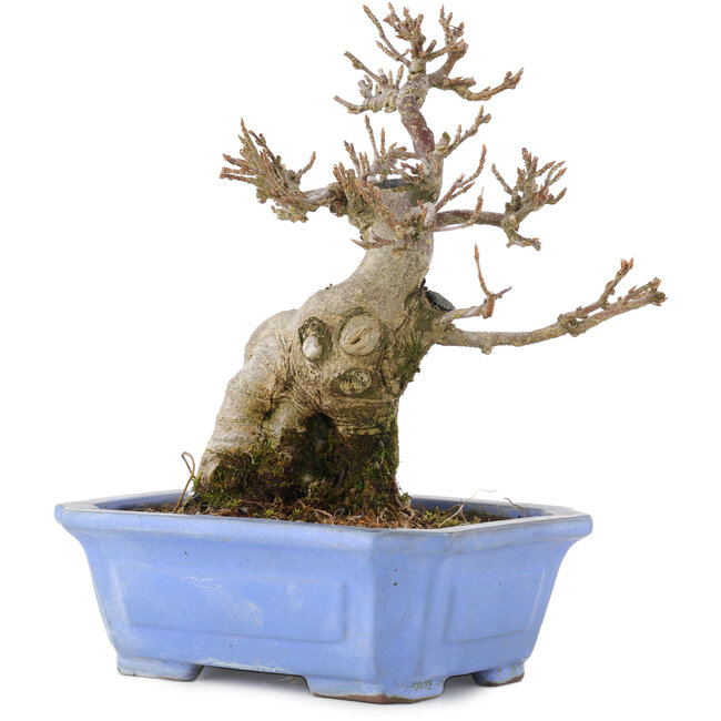 Acer buergerianum, 15 cm, ± 15 ans