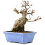 Acer buergerianum, 15 cm, ± 15 Jahre alt