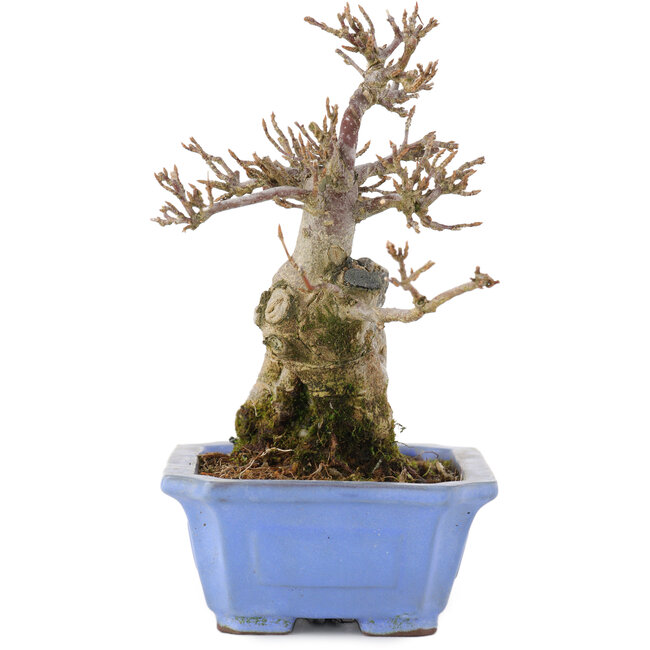 Acer buergerianum, 15 cm, ± 15 ans