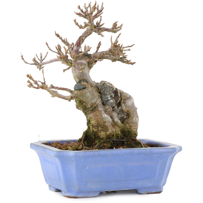 Acer buergerianum, 15 cm, ± 15 anni