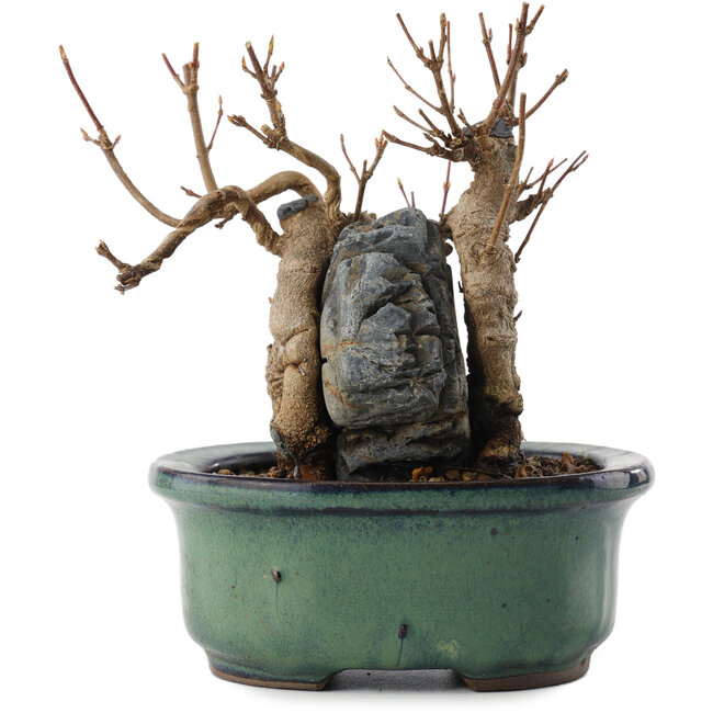 Acer buergerianum, 12,5 cm, ± 10 Jahre alt, in einem Topf mit Riss