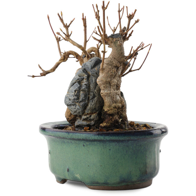 Acer buergerianum, 12,5 cm, ± 10 Jahre alt, in einem Topf mit Riss