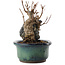 Acer buergerianum, 12,5 cm, ± 10 anni, in vaso con una fessura