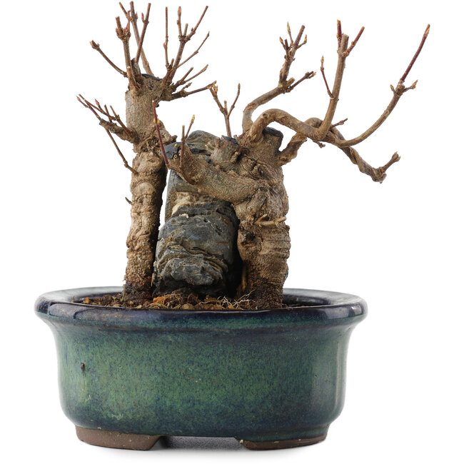 Acer buergerianum, 12,5 cm, ± 10 years old, in a pot with a crack