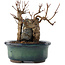 Acer buergerianum, 12,5 cm, ± 10 jaar oud, in een pot met een barst
