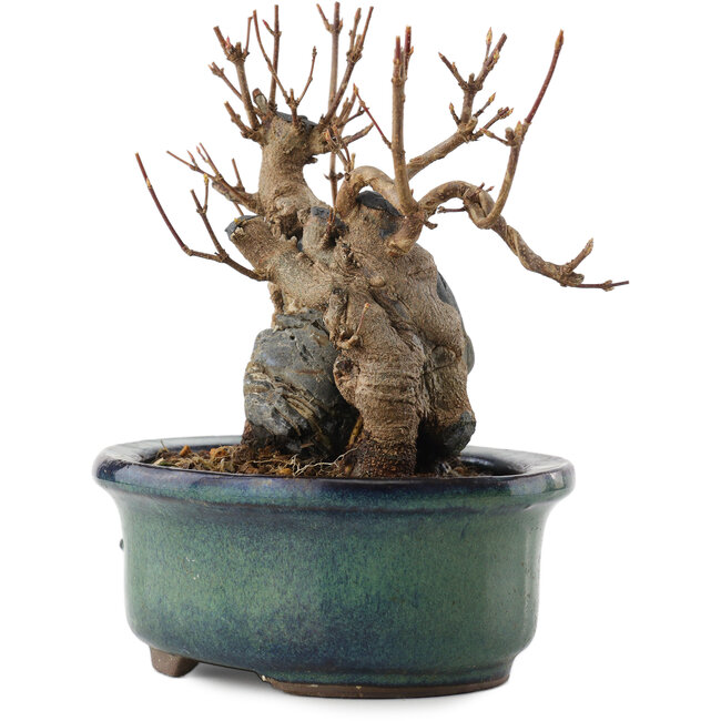 Acer buergerianum, 12,5 cm, ± 10 ans, en pot avec une fissure