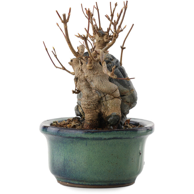 Acer buergerianum, 12,5 cm, ± 10 Jahre alt, in einem Topf mit Riss