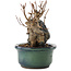 Acer buergerianum, 12,5 cm, ± 10 ans, en pot avec une fissure
