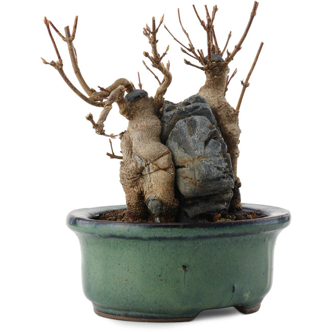 Acer buergerianum, 12,5 cm, ± 10 anni, in vaso con una fessura