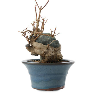 Acer buergerianum, 13,5 cm, ± 10 years old